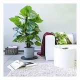 thumbnail of Hama Universal-Drehteller L, 32 cm, 360° drehbar geeignet für TV-Geräte bis 80 kg