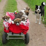 thumbnail of Relaxdays 2x Sackkarrenrad, pannensichere Vollgummireifen, 3.00-4 Zoll, 20mm Achse, bis 80 kg, 260 x 85 mm, schwarz-grau