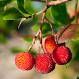 thumbnail of Aardbeiboom - Arbutus Unedo Set van 3 Hoogte 25-40cm