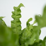 thumbnail of Nestfarn - Asplenium nidus Crispy Wave 2er Set Höhe 25-40cm