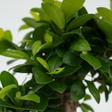 thumbnail of Bonsaï - Ficus microcarpa Ginseng Set de 2 Hauteur 30-40cm