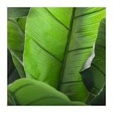 thumbnail of Atmosphera - Pianta di banano altezza 170