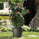 thumbnail of Pflanzkübel GEO 55 cm, anthrazit