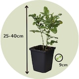 thumbnail of Bleiwurz - Plumbago auriculata 3er Set Höhe 25-40cm