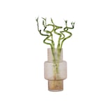 thumbnail of Bambou de la Chance - Dracaena sanderiana Set de 6 Hauteur 40-50cm