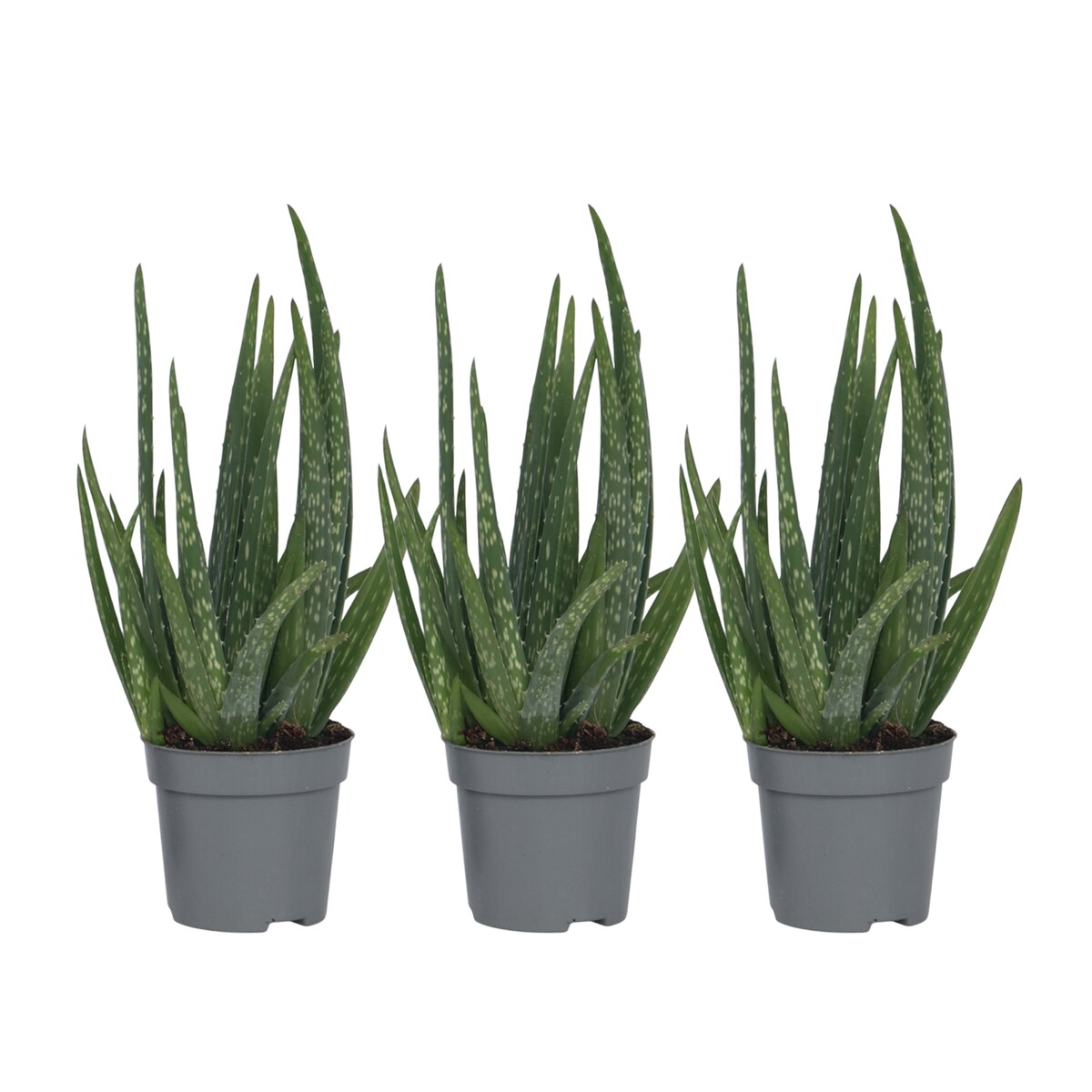 Plant in a Box Aloe Barbadensis - Aloe Vera 3er Set Höhe 25-40cm