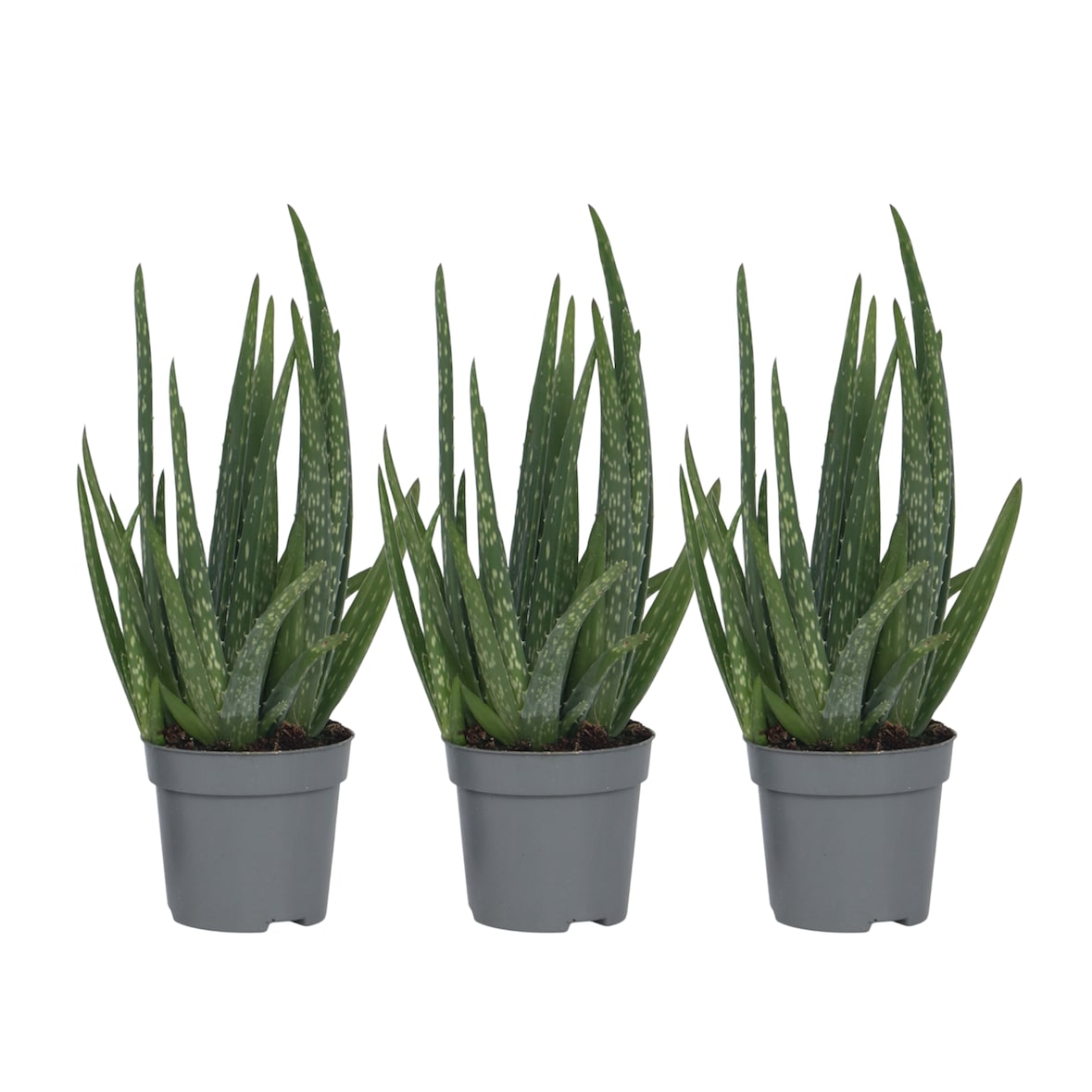 Aloe Barbadensis - Aloe Vera 3er Set Höhe 25-40cm