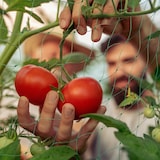thumbnail of Relaxdays Ranknetz für Gewächshaus, 180 x 360 cm, Rankhilfe Gurken, Tomaten, Maschenweite 10 cm, Gewächshausnetz, grün