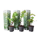 thumbnail of Plants de Raisin- Vitis vinifera Chardonnay Set de 3 Hauteur 25-40cm