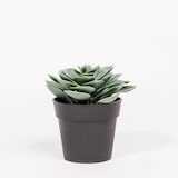 thumbnail of Planta Artificial SUCULENTA A.14cm