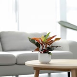 thumbnail of Philodendron Sun Light 2er Set Höhe 20-30cm