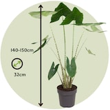 thumbnail of Alocasia Zebrina - Elefantenohr Höhe 140-150cm