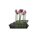 thumbnail of APS GN 1/4 deksel26.5 x 16.2 cm