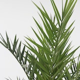 thumbnail of Dadelpalm - Phoenix Canariensis Set van 2 Hoogte 80-100cm
