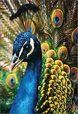 Ein Pfau mit aufgestelltem Rad.