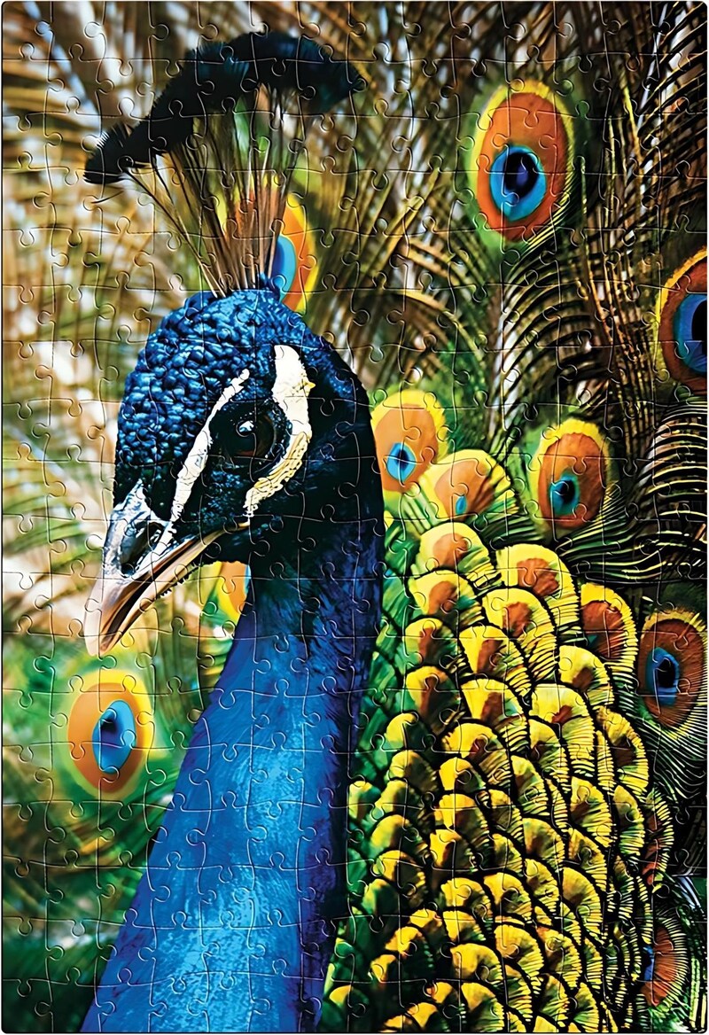 Ein Pfau mit aufgestelltem Rad.