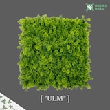 thumbnail of ULM |  Gastronomie Premium Moos Wald Pflanzenwand 50x50cm |Kunstpflanzen Wandmontage Indoor Outdoor| Blätter Wandpaneele Dekoration | Pflanzen Quadrat
