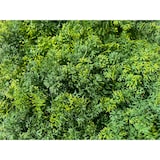 thumbnail of OLSO | Bosque verde de pared de musgo premium | Catering montaje en pared de musgo artificial | Práctica de patio de pared de planta colgante de pared
