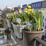 thumbnail of Relaxdays Bewässerungskugel 2er Set, dosierte Pflanzen Bewässerung, Blumentopf, Gießhilfe Büro, Glas Ø 9 cm, transparent