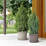 thumbnail of Pflanzkübel GEO 40 cm taupe rund Taupe 40