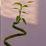 thumbnail of Bambou de la Chance - Dracaena sanderiana Set de 6 Hauteur 40-50cm