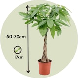 thumbnail of Geldboom - Pachira Aquatica Hoogte 60-70cm