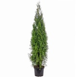thumbnail of Lebensbaum `Smaragd` C10 - Thuja occidentalis smaragd - Höhe ca. 140-160 cm