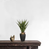 thumbnail of Plante artificielle Palmier  en pot H 71 cm