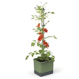 thumbnail of Gusta Garden TOM TOMATO set van 3 donkergroen