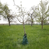 thumbnail of 2 x Baumbewässerungsbeutel Baumbewässerung Tröpfchenbewässerung