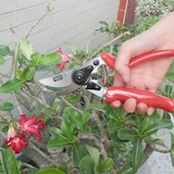 thumbnail of SIENA GARDEN 7-RG Premium Premium Alu-Bypassschere