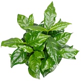 thumbnail of Coffea arabica – Exotische Kaffeepflanze für dein Zuhause, ca. 15 cm hoch, Topf-Ø 9 cm