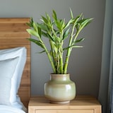 thumbnail of Bambou de la Chance - Dracaena sanderiana Set de 6 Hauteur 40-50cm