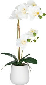 thumbnail of CREATIV green künstliche Pflanze Orchidee im Keramiktopf, 50cm, weiß, Real Touch, im 2er Set