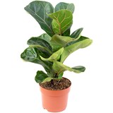 thumbnail of 3er-Set Geigenfeige Bambino - Ficus Lyrata Bambino - Höhe ca. 35 cm, Topf-Ø 12 cm
