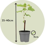 thumbnail of Plants de Raisin- Vitis vinifera Chardonnay Set de 3 Hauteur 25-40cm