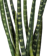 thumbnail of CREATIV green künstliche Pflanze Sanseveria, ca 45cm