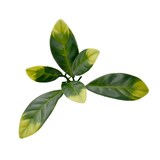 thumbnail of Bonerva | Jardín Vertical Laurel | Pack 4 Piezas 50x50cm (1m²)| Planta artificial decoración oficina, hotel, restaurante | MAL1206