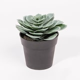 thumbnail of Planta Artificial SUCULENTA A.14cm