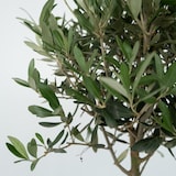 thumbnail of Olivenbaum - Olea Europaea Höhe 60-70cm