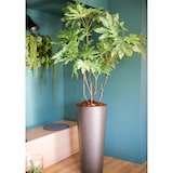 thumbnail of Fat Sia Japonica en pot 150 cm -  Vert Autre forme Plastique Lou De Castellane 0.01x0.01 cm