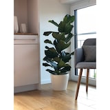 thumbnail of Geigenfeige – Moderner Dschungel-Look für Innenräume, ca. 95 cm hoch, Topf-Ø 21 cm