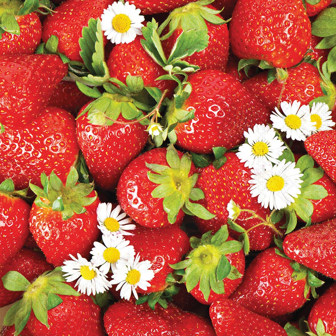 20 Servietten Papier 33x33cm 3-lagig mit Erdbeeren Motiv - hochwertige Einweg Papierservietten Partyservietten Gastroservietten Tischdeko Rot Weiß