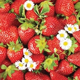 thumbnail of 20 Servietten Papier 33x33cm 3-lagig mit Erdbeeren Motiv - hochwertige Einweg Papierservietten Partyservietten Gastroservietten Tischdeko Rot Weiß