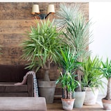 thumbnail of Palmier Yucca - Yucca Elephantipes Set de 3 Hauteur 50-60cm