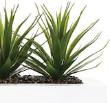 thumbnail of WellHome - Dekorativer Tafelaufsatz mit 3 Aloe Vera Pflanzen 17cm