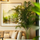 thumbnail of Kentia Palme - Howea forsteriana Höhe 150-170cm