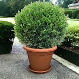 thumbnail of Jarrón redondo Ø25x20h cm + Platillo