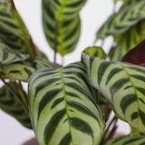 thumbnail of Plantes d'interieur - Mélange de 3 Hauteur 25-40cm