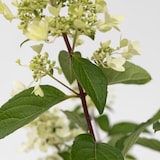 thumbnail of Hortensia paniculé - Hydrangea Pinky Winky Hauteur 25-40cm